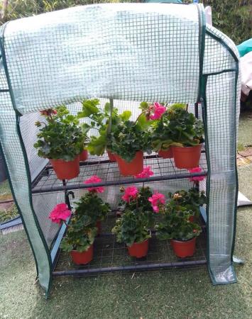 Image 9 of Mini Greenhouse for Plants & Seedlings
