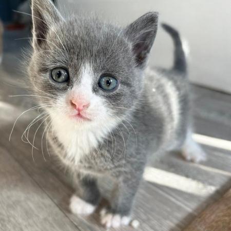 Image 11 of 6 friendly kittens for sale