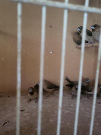 Image 3 of Shuting down aviary all finches for sale