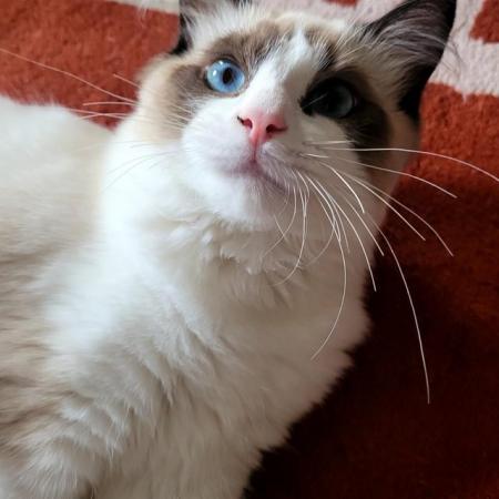 Image 5 of Beautiful Male Ragdoll Kitten