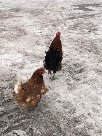 Image 1 of Cockerel and hen in Lancashire…