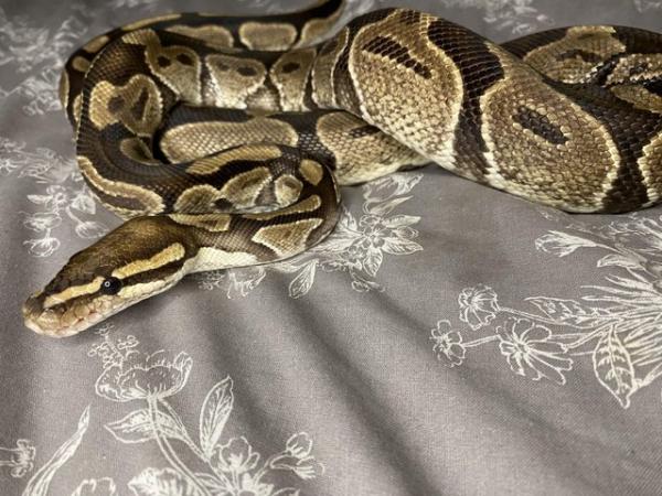 Image 4 of Het Pied Female Royal Python