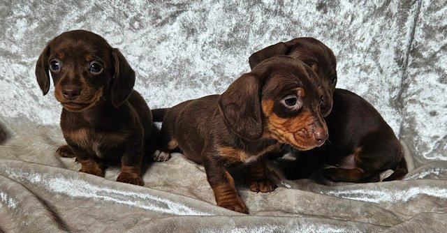 Image 2 of Beautiful smooth miniature dachshund puppies