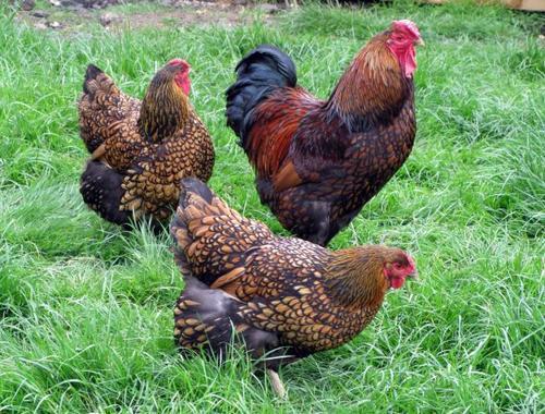 Image 1 of SILVER LACED WYANDOTTE HATCHING EGGS large fowl