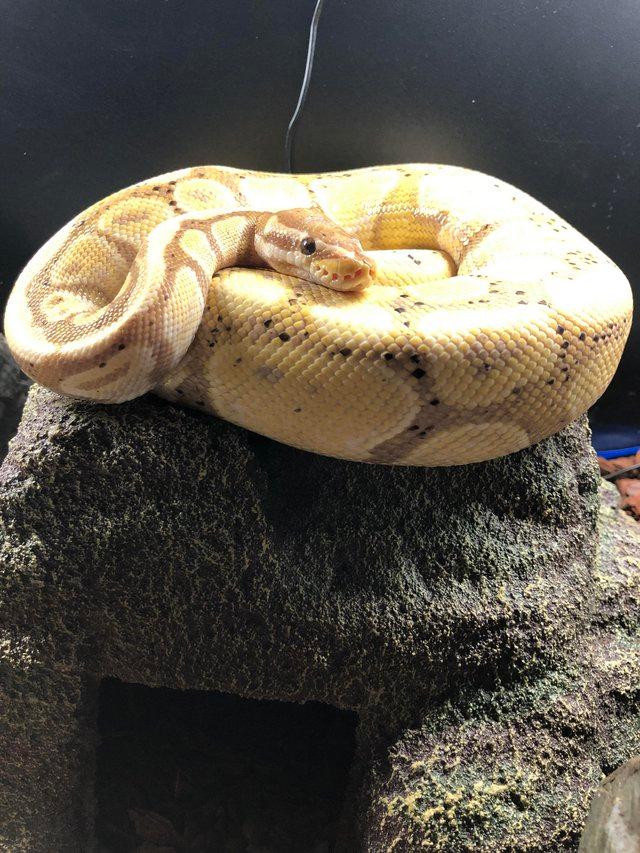 Preview of the first image of Banana Pastel Male Royal/Ball Python for sale.