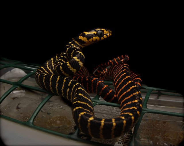 boiga melanota for sale Boiga Dendrophila Melanota (Mangrove Snake) Photographic Print - Paul  Starosta