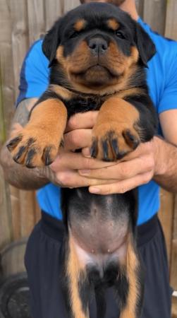 Image 8 of KC registered Chunky Rottweiler Puppies