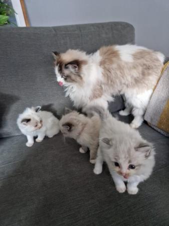 Image 6 of *2 Ragdoll Kittens Left* Can Deliver North East