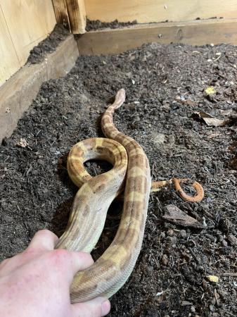 Image 2 of One-year-old male  boa constrictor