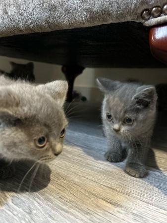 Image 6 of Outstanding British blue shorthair