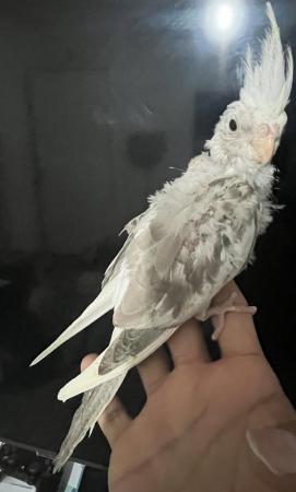 Image 4 of really beautiful cockatiel babies for sale