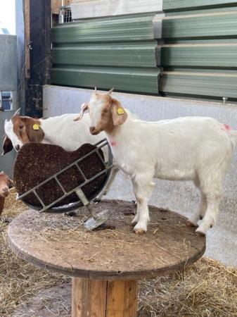 Image 2 of Pure Boer Goats for sale