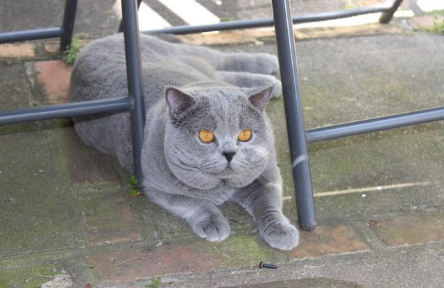 Image 3 of Amazing British Shorthair Blue registered kittens