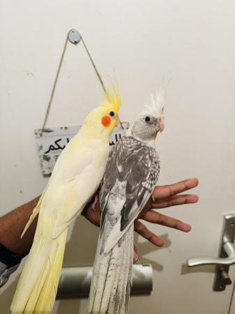 Image 5 of Hand Tamed/Untame Cockatiels for Sale