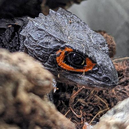 Image 4 of Red Eyed Crocodile Skinks babies - Tribolonotus gracilis
