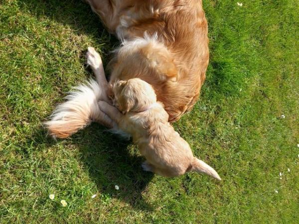 Image 4 of Golden Retriever Puppy reduced last girlMessage for detail