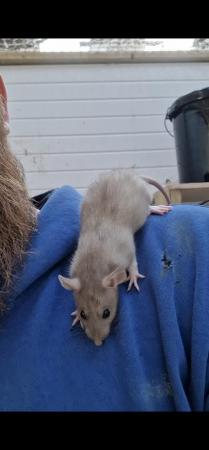 Image 6 of Male and female rats available