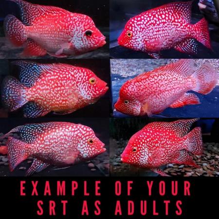Image 11 of Unfaded Super Red Texas Cichlids
