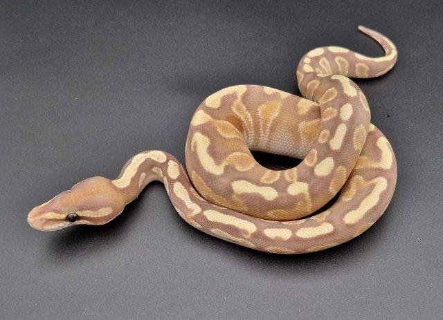 Preview of the first image of Banana GHI Mojave Male Ball Python 230302.