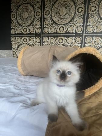 Image 10 of Stunning ragdoll kittens looking for the best homes