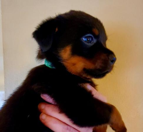 Image 10 of Last Gorgeous Rottweiler Girl Pup KC Reg Ready Now