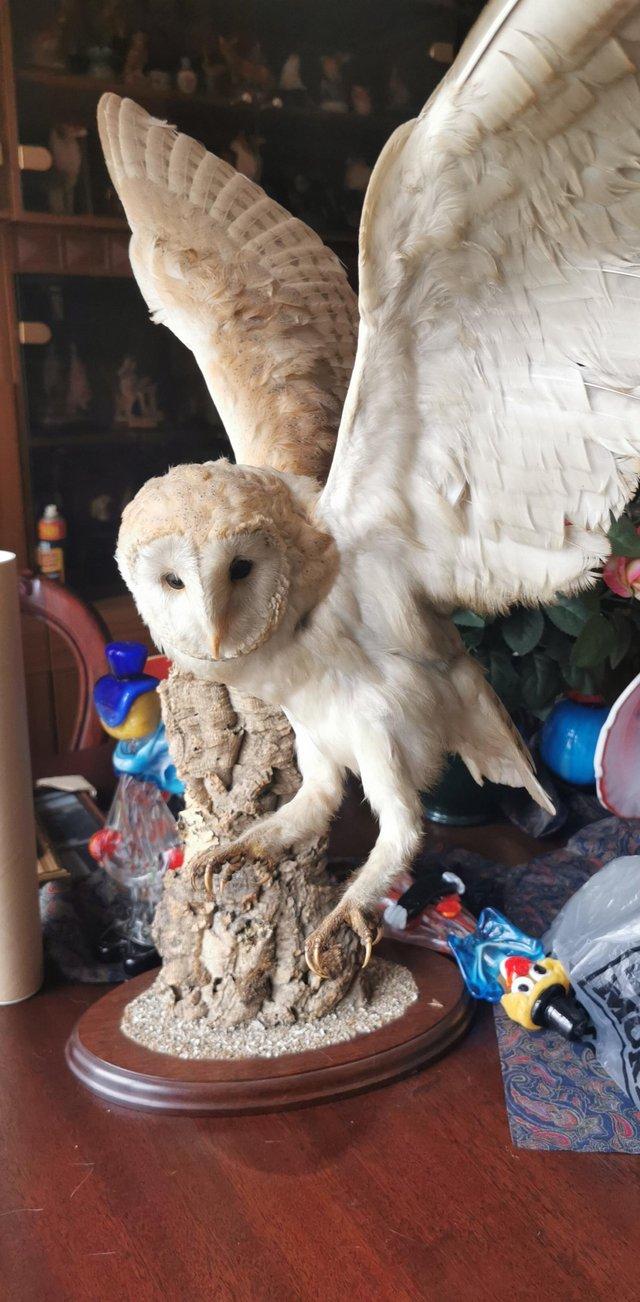Preview of the first image of Antiquecollectors item Taxidermy owl.