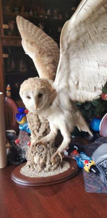 Image 1 of Antiquecollectors item Taxidermy owl