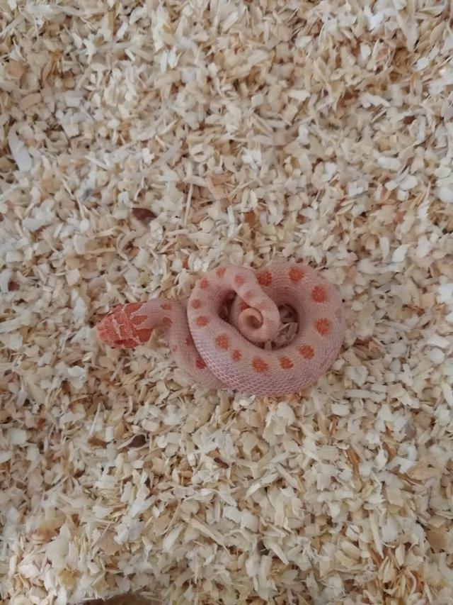 Preview of the first image of Albino AnacondaAxanthic. AAA Male Hognose.