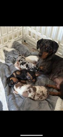 Image 3 of Miniature dachshund puppies for sale
