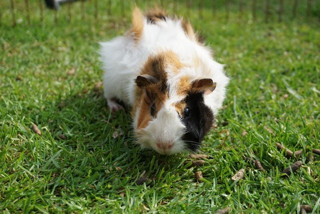 Image 5 of Beautiful guinea pig ready now