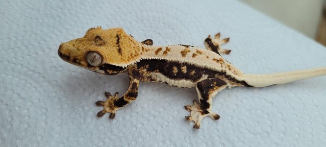 Image 5 of Stunning Lilly white Crested gecko