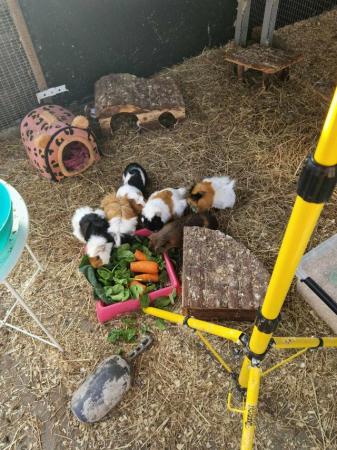 Image 3 of Guinea pigs for adoption