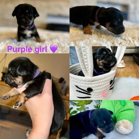 Image 11 of Doxie chon puppies, last 3 left! Reduced
