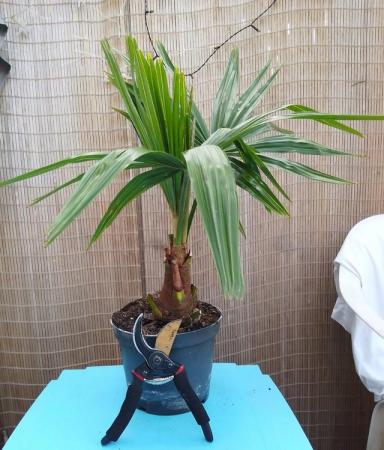 Image 8 of Palm Tree Windmill Hardy UK Grown Plant