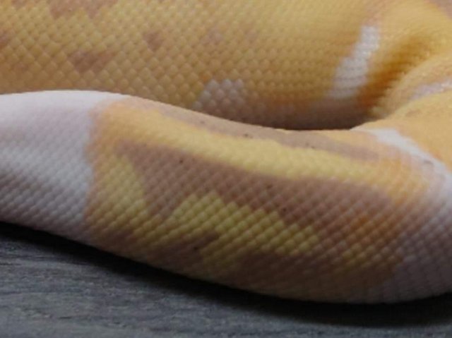 Preview of the first image of Adult male Coral Glow Yellow Belly Pied Royal python. Cb21.