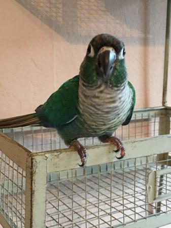 Image 4 of Turquoise green cheek conure Male parrot with dna for sale