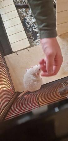 Image 5 of Female rat plus cage for sale