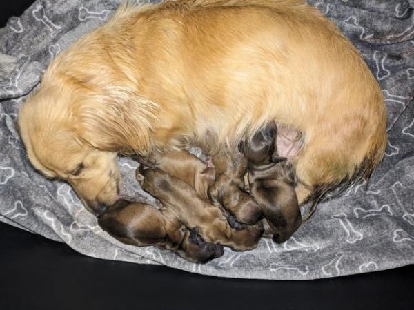 Image 3 of Beautiful cream long haired miniature dachshund puppys