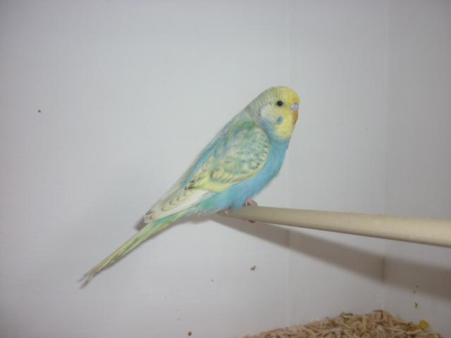 Budgies for store sale north east