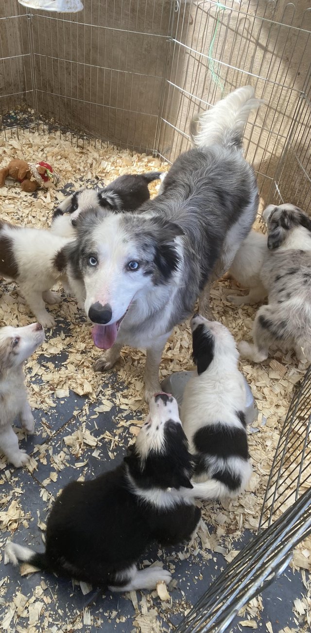 Preloved border hot sale collie puppies