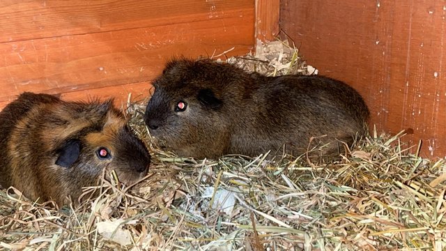 Image 4 of Pair of young male Guinea pigs