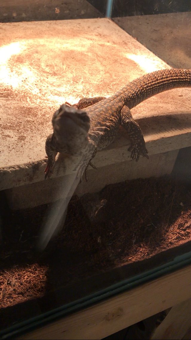 Preview of the first image of 2 year old male ackie monitor.