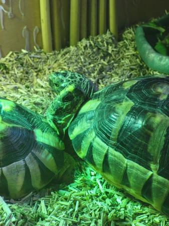 Image 3 of 2 beautiful Mediterranean Tortoises for sale