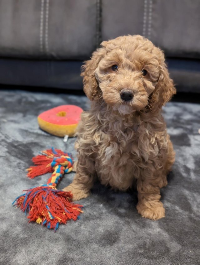 Preview of the first image of Gorgeous F1B Cockapoo puppies for sale (only 1 left).