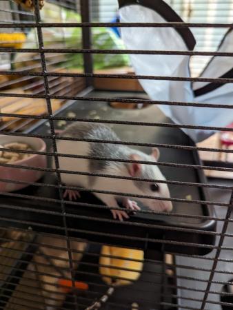 Image 4 of 6 months old female rats x2