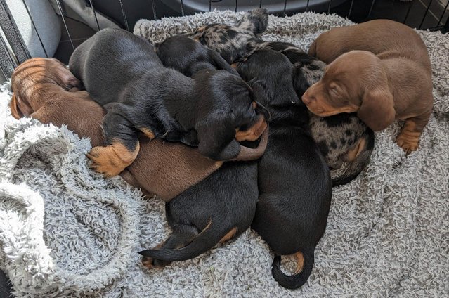 Image 7 of Last 2 ready now!!! KC registered miniature dachshunds