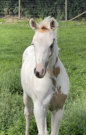 Image 9 of American Paint Horse colt Red Dun.