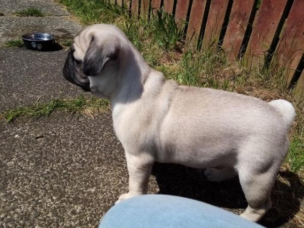 Image 12 of *Two boys ready now £700 beautiful pug puppies*