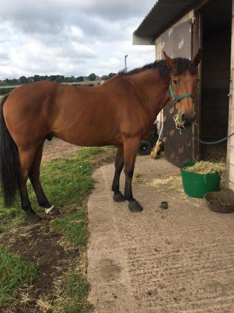 Image 1 of 16.2 10 yrs old bay gelding for part loan