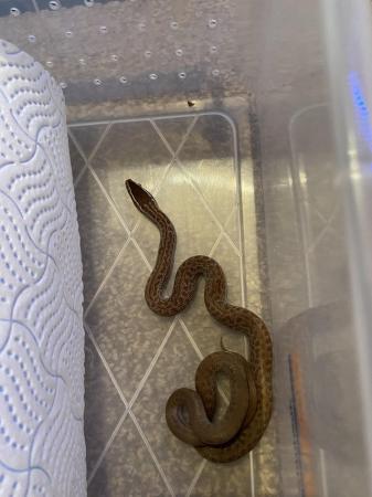 Image 6 of For sale cb23 house snakes (boaedon capensis )